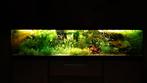 aquriumplanten, Vis