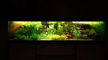 aquriumplanten beschikbaar voor biedingen