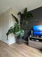 T.e.a.b. Grote strelitzia kamerplant - 3m hoog, Huis en Inrichting, Kamerplanten, Ophalen, 200 cm of meer, Overige soorten, Volle zon