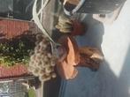 Cactus,rots cactus, Huis en Inrichting, Kamerplanten, Ophalen, Cactus, Volle zon, Minder dan 100 cm