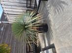 Yucca rostrata, Ophalen, Overige soorten, Volle zon