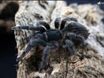0-0-2 Aphonopelma crinirufum €20, Overige soorten, 0 tot 2 jaar
