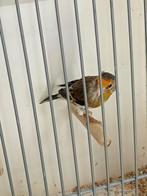 Putter x kanarie bastaard, Dieren en Toebehoren, Vogels | Overige Vogels, Mannelijk, Wildzangvogel