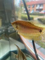Mooi grote geel menntje gourami te koop, Dieren en Toebehoren, Vis, Zoetwatervis