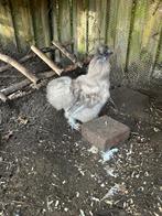 Haan, mix zijdehoender en USA zijdehoender, Mannelijk, Kip