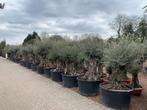Olijfboom, Vijgenboom,Palmboom, Bamboe, Leiboom kopen, Tuin en Terras, Planten | Bomen, Bloeit niet, Leiboom, Ophalen of Verzenden