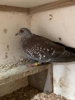 Guinea duif, Dieren en Toebehoren, Vrouwelijk, Kropper