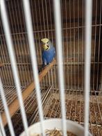 Kuif grasparkiet broedrijpe man, Dieren en Toebehoren, Mannelijk, Parkiet