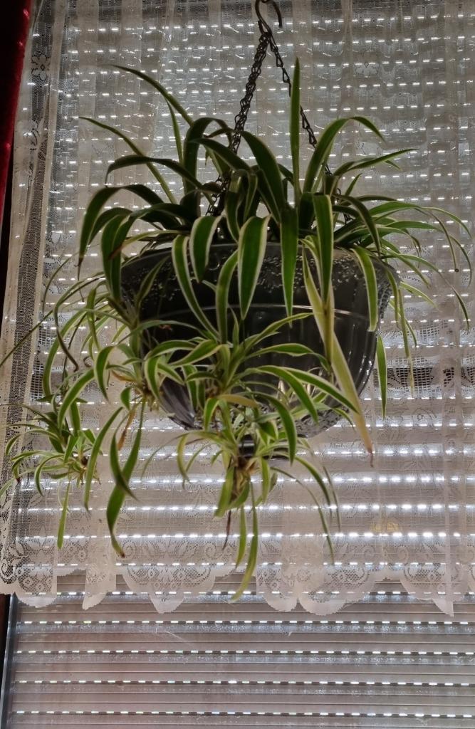 *** GROTE GRASLELIE PLANTEN ***, Huis en Inrichting, Kamerplanten, Overige soorten, Minder dan 100 cm, Groene kamerplant, Halfschaduw
