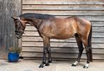 Brave 4 jarige Duitse rijpony ruin, Dieren en Toebehoren, Pony's, Gechipt, B, Ruin, Dressuurpony