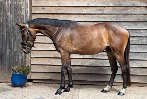 Brave 4 jarige Duitse rijpony ruin, Dieren en Toebehoren, Pony's, Ruin, B, D pony (1.37m tot 1.48m), Dressuurpony, 3 tot 6 jaar