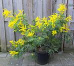 Acacia Dealbata Gauloise Mimosa- Struik 1x1.30 mtr., Ophalen, Overige soorten, Struik, 100 tot 250 cm
