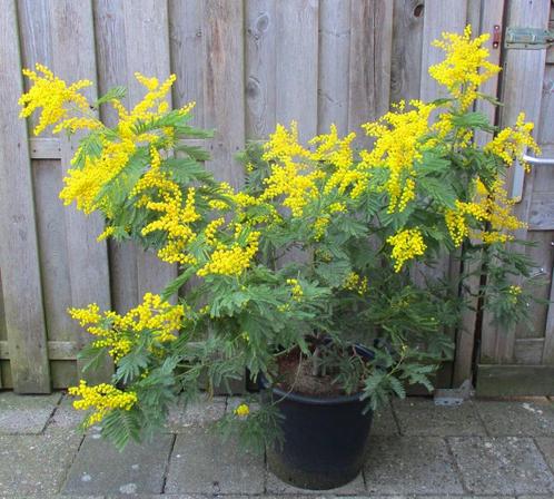 Acacia Dealbata Gauloise Mimosa- Struik 1x1.30 mtr., Tuin en Terras, Planten | Struiken en Hagen, Struik, Overige soorten, 100 tot 250 cm