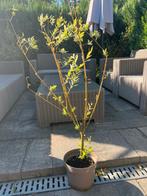 Salix integra, Tuin en Terras, Ophalen of Verzenden, Lente, Volle zon, Overige soorten