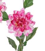DAHLIA - NEW BEAUTY - 2 KLEUREN