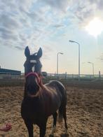 Knappe D pony te koop, Dressuurpony, L, 7 tot 10 jaar, D pony (1.37m tot 1.48m)