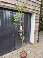 Japanse sierkers, oftewel de Prunus Serrulata Amanogawa., Tuin en Terras, Planten | Bomen, In pot, Halfschaduw, Ophalen of Verzenden