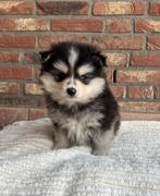 Mooie pomsky puppy’s, Dieren en Toebehoren, Overige rassen, CDV (hondenziekte), 8 tot 15 weken, Meerdere