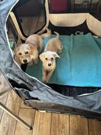 Bichon Bolognese / Corgi pups, Particulier, Rabiës (hondsdolheid), 15 weken tot 1 jaar, Buitenland