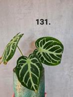Veel soorten kamerplanten en stekjes, Ophalen of Verzenden, Overige soorten, Minder dan 100 cm