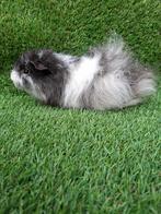 Jonge Ch teddy beer, Dieren en Toebehoren, Knaagdieren, Cavia, Mannelijk, Juli, Tam