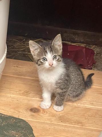 Twee leuke kittens (poesjes), gewend met kinderen! beschikbaar voor biedingen