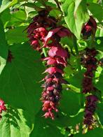 Aparte sierheester fazantenbes Leycesteria, Tuin en Terras, Planten | Struiken en Hagen, Ophalen of Verzenden, Overige soorten