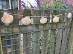 15 Jacobsschelpen aan 6 mtr lange lijn, Tuin en Terras, Tuinwanddecoratie, Ophalen of Verzenden, Zo goed als nieuw