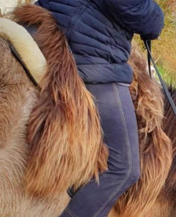 Klök vachtje zadelovertrek 18in dressuurzadel 3x gebruikt beschikbaar voor biedingen