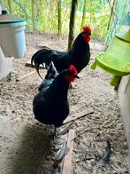 Koppel Australorp groot zwart haan en 1 hen van 2024, Dieren en Toebehoren, Pluimvee, Meerdere dieren, Kip