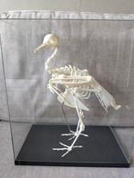 Skelet kroonduif, Ophalen, Zo goed als nieuw, Beeldje of Figuurtje