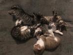 Britse Korthaar kittens, Ontwormd, 0 tot 2 jaar