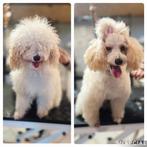 Trimsalon, Februari, Geslacht onbekend