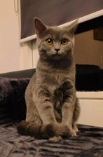 Britse kort haar kitten VANDAAG OPHALEN!, Dieren en Toebehoren, Katten en Kittens | Raskatten | Korthaar, Poes, Met stamboom, 0 tot 2 jaar