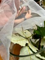 Baby wandelende taken, Dieren en Toebehoren, Insecten en Spinnen, Wandelende tak