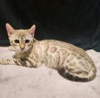 Sneeuwbengaal poesje gechipt gevaccineerd 9 maanden, Dieren en Toebehoren, Katten en Kittens | Raskatten | Korthaar, Poes, Gechipt