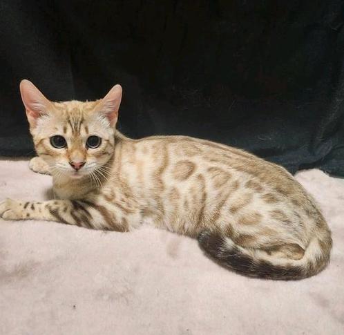 Sneeuwbengaal poesje gechipt gevaccineerd 9 maanden, Dieren en Toebehoren, Katten en Kittens | Raskatten | Korthaar, Poes, 0 tot 2 jaar