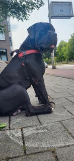Zwarte  Boerboel Dekreu  met top stamboom. One of a kind!, Dieren en Toebehoren, Rabiës (hondsdolheid), Reu, Eén hond, 3 tot 5 jaar