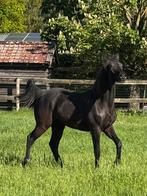 Rocky Mountain horse merrie van 2024, Dieren en Toebehoren, Paarden, Merrie, Minder dan 160 cm, Niet van toepassing, 0 tot 2 jaar