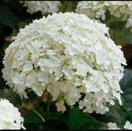 Hortensia Annabel..wit, Ophalen of Verzenden, Hortensia