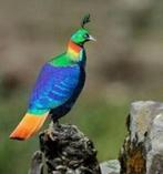 Glansfazanten, Dieren en Toebehoren, Meerdere dieren, Tropenvogel, Geringd