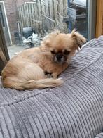 Te koop lief hondje, Dieren en Toebehoren, Particulier, Reu, Buitenland, Eén hond