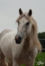 Camargue merrie, Dieren en Toebehoren, Paarden, Merrie, Minder dan 160 cm, Gechipt, Zadelmak