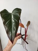 Philodendron Dark Lord, Ophalen of Verzenden, Overige soorten, Minder dan 100 cm