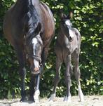 2 zwarte hengst veulens tekoop, Dieren en Toebehoren, Paarden, Minder dan 160 cm, Dressuurpaard, 0 tot 2 jaar, Hengst