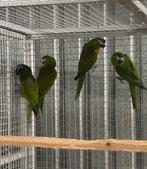 2-2 Ara Nobilis, Dieren en Toebehoren, Meerdere dieren, Papegaai