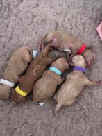 Toy Poedel puppy’s beschikbaar – abrikoos, rood en harlekijn, Dieren en Toebehoren, Honden | Chihuahua's en Gezelschapshonden