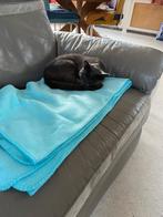 Kater, Kater, Ontwormd, 0 tot 2 jaar