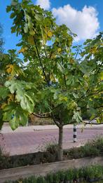 Grote Vijgenboom (Ficus carica) met veel zoete vruchten!, Ophalen of Verzenden