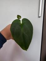 Anthurium Shuar Soul x Andean Moon, Huis en Inrichting, Kamerplanten, Ophalen of Verzenden, Halfschaduw